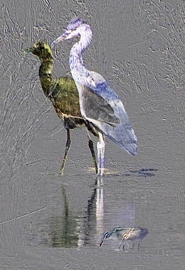 Difference between 2 heron images