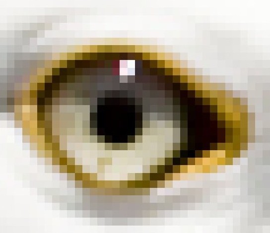 Enlarged gull's eye, showing pixels