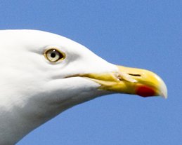 Photo of gull's head